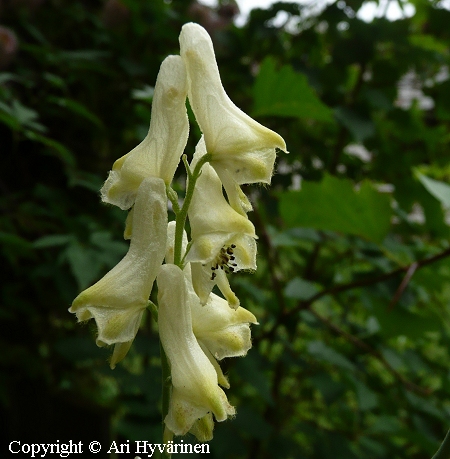 Aconitum barbatum, partaukonhattu